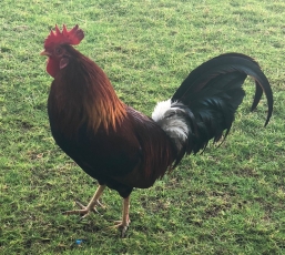 rooster symbol of france.jpg